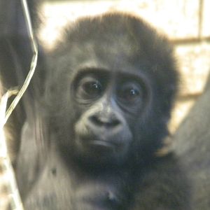 Mesie The Female Baby Western Lowland Gorilla.