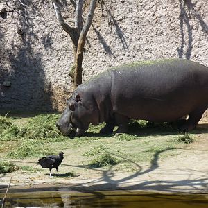 hippopotamus and vulture africam safari