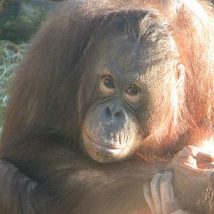 Cherie the Female Bornean Orangutan.