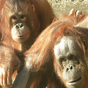 Cherie and Victoria the Bornean Orangutan's.