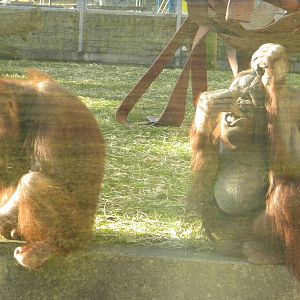 Cherie and Victoria the Bornean Orangutan's.