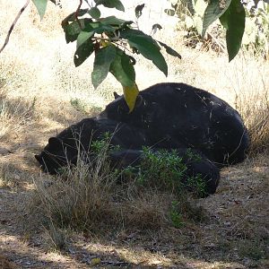 american black bear africam safari