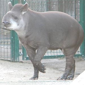 Brazilian Tapir.