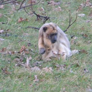 Black Howler Female.