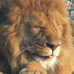 African Lion'Wallace'.