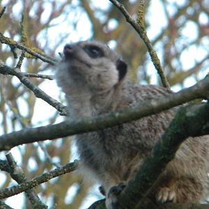 Meerkat in the tree.