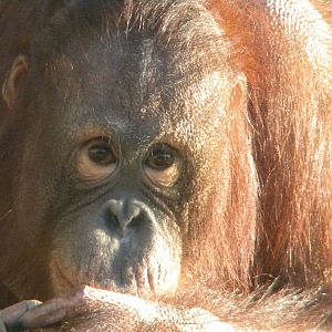 Cherie The Female Bornean Orangutan.