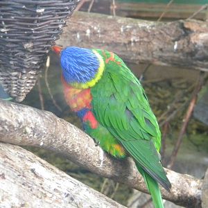 Rainbow Lorikeet.