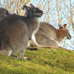 Red Knecked Wallaby.