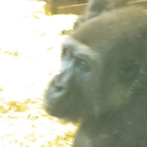 Njema Female Western Lowland Gorilla