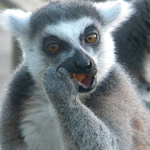 Ring Tailed Lemur.
