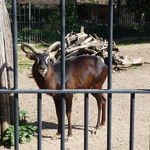 nile lechwe bioparco