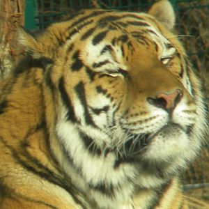 Zambar The Male Amur Tiger.