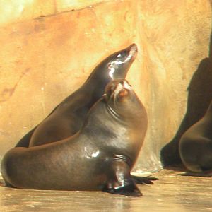 California Sea Lion.