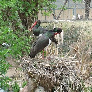 black stork bioparco