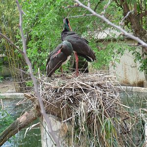 black stork bioparco