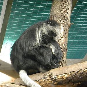 King Colobus.