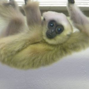 Pileated Gibbon.