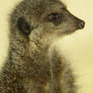 Slender Tailed Meerkat.