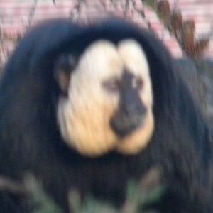 White faced Saki Monkey.