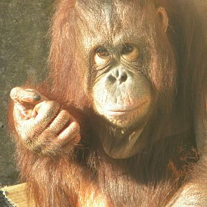 Cherie The Female Bornean Orangutan