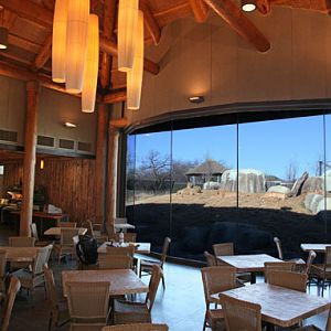 Cafe with lion viewing