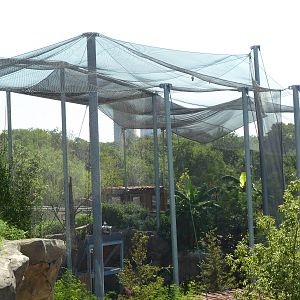 Africa Live - Angolan Colobus/Wolf's Guenon Exhibit