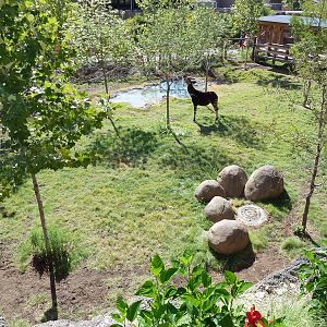 Africa Live - Okapi Exhibit