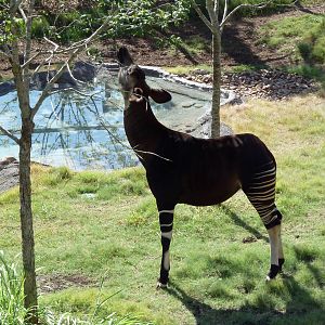 Africa Live - Okapi