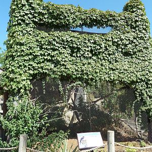 Crowned Hornbill Exhibit