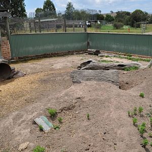 Common Wombat Exhibit