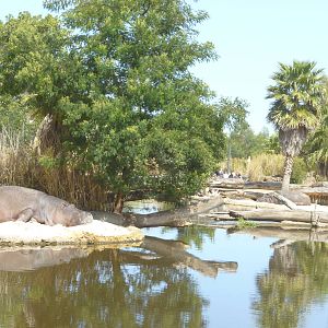 Male Hippo Pool