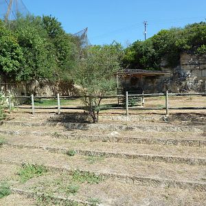 Okapi Exhibit - A Lush Congo Rainforest!