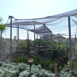 Africa Live - Angolan Colobus/Wolf's Guenon Exhibit