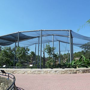 Africa Live - Angolan Colobus/Wolf's Guenon Exhibit