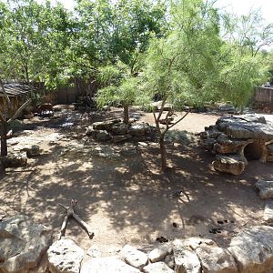 Red River Hog Exhibit