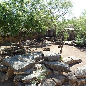 Red River Hog Exhibit