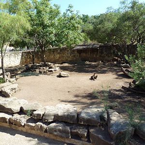 Red River Hog Exhibit