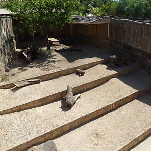 Warthog Exhibit