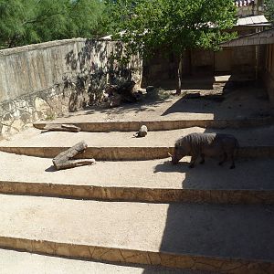 Warthog Exhibit