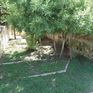 Reeves' Muntjac Exhibit