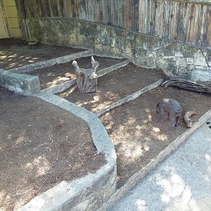 Babirusa Exhibit