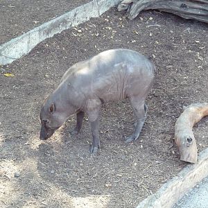 Babirusa