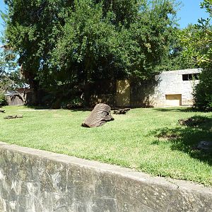 Babirusa Exhibit