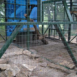 Serval/Caracal Enclosure