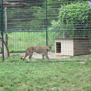 Mountain Lion