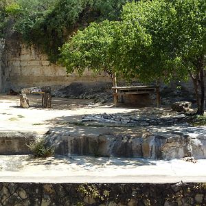Sumatran Tiger Exhibit