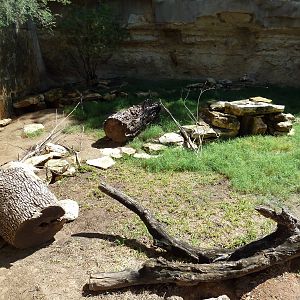 African Crested Porcupine Exhibit