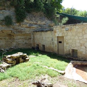 African Crested Porcupine Exhibit