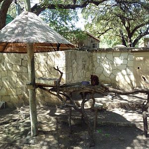 Goodfellow's Tree Kangaroo Exhibit